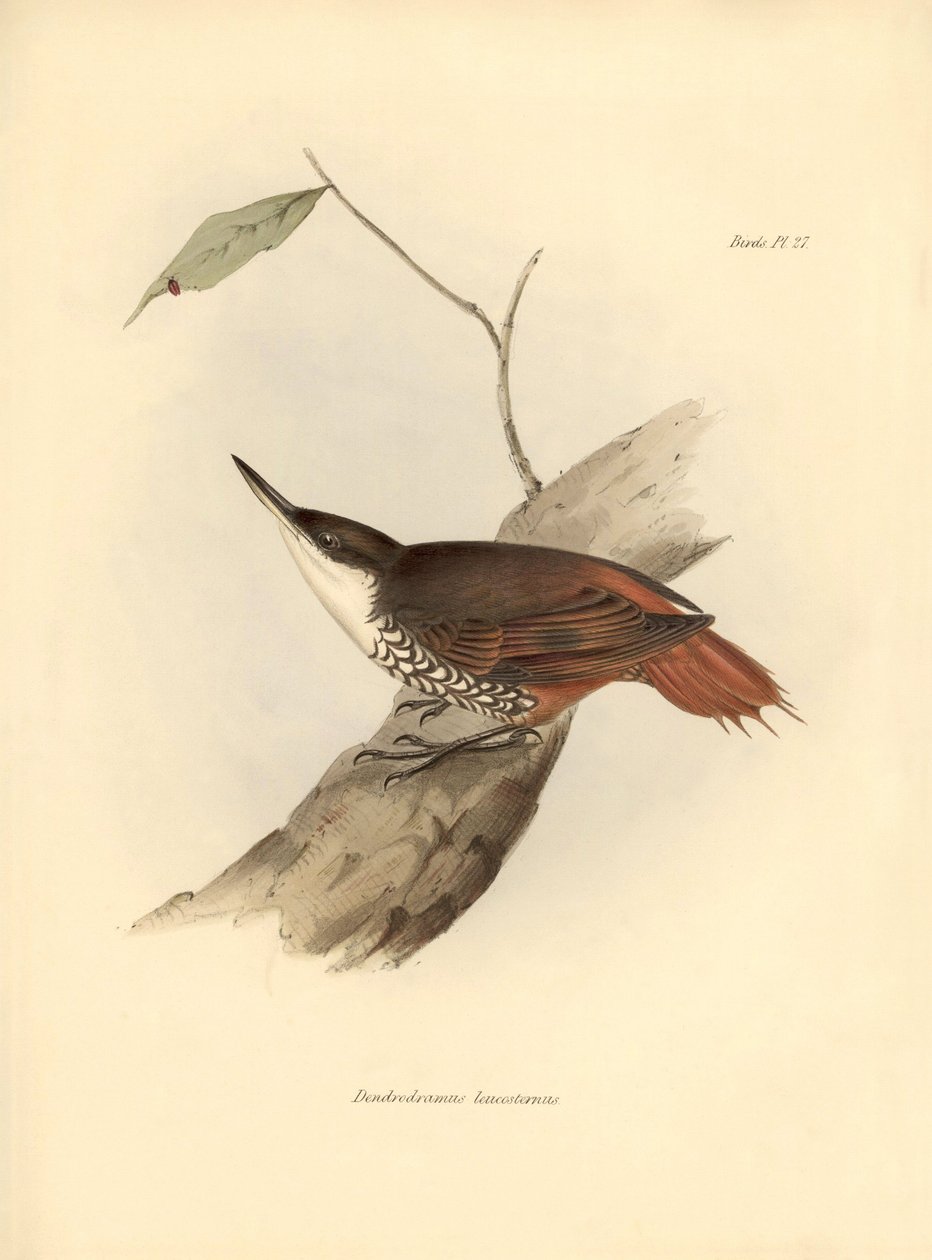 madártan: Charles Darwin (1809-1882) által megfigyelt és leírt dél-amerikai madár: "Dendrodamus leucosternus". Tábla a "The zoology of the voyage of H.M.S. Beagle. Repülés. III, A John Gould által leírt madarak, szokásaikról szóló megjegyzésekkel Charl alkotó: Unbekannter Künstler