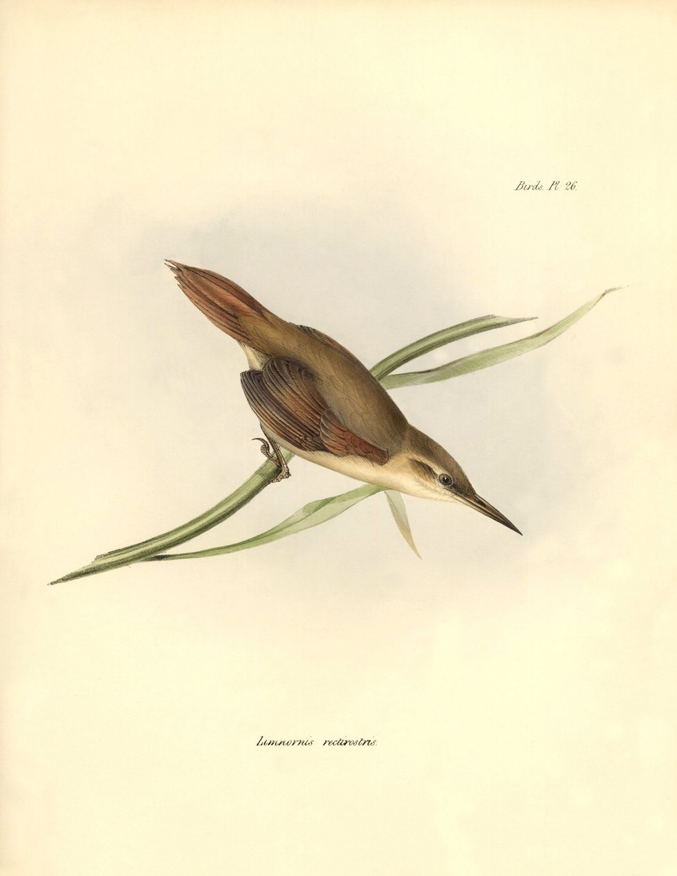 madártan: Charles Darwin (1809-1882) által megfigyelt és leírt dél-amerikai "Limnornis rectirostris" pasereau. Tábla a "The zoology of the voyage of H.M.S. Beagle. Repülés. III, A John Gould által leírt madarak, szokásaikról szóló megjegyzésekkel Charl alkotó: Unbekannter Künstler