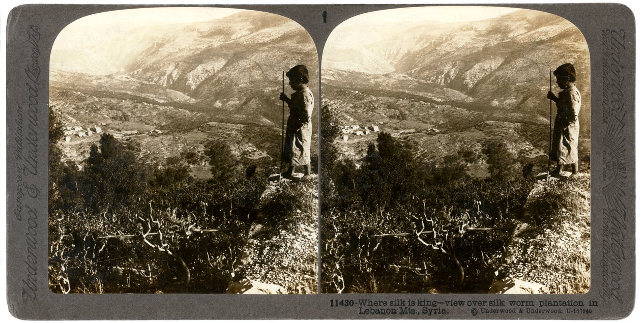 Selyemhernyó-ültetvény a libanoni hegyekben, Szíria, 1900-as évek. alkotó: Underwood and Underwood