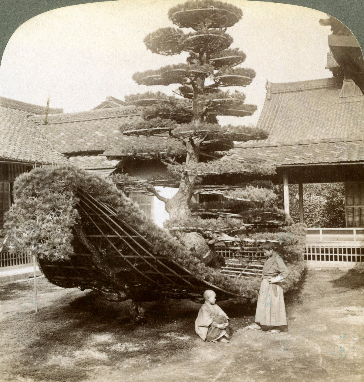 Egyetlen fenyő csónak formájúra, Kinkaku-ji kolostor, Kyoto, Japán, 1904 alkotó: Underwood and Underwood