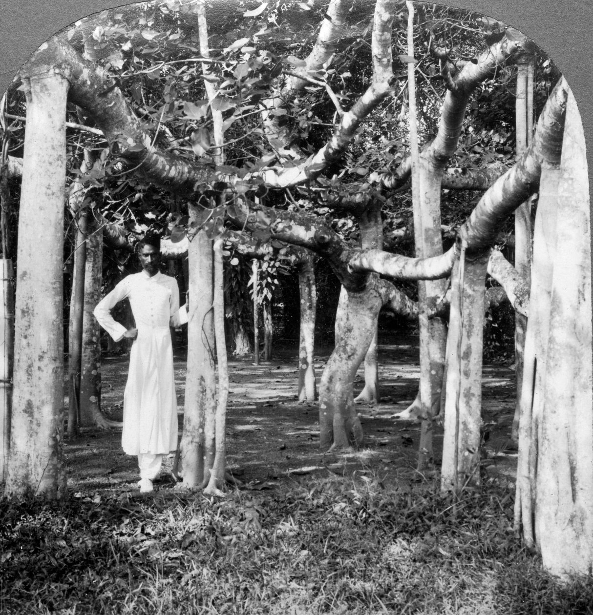 Egy banánfa gyökerei között, Kalkutta, India, 1900-as évek. alkotó: Underwood and Underwood