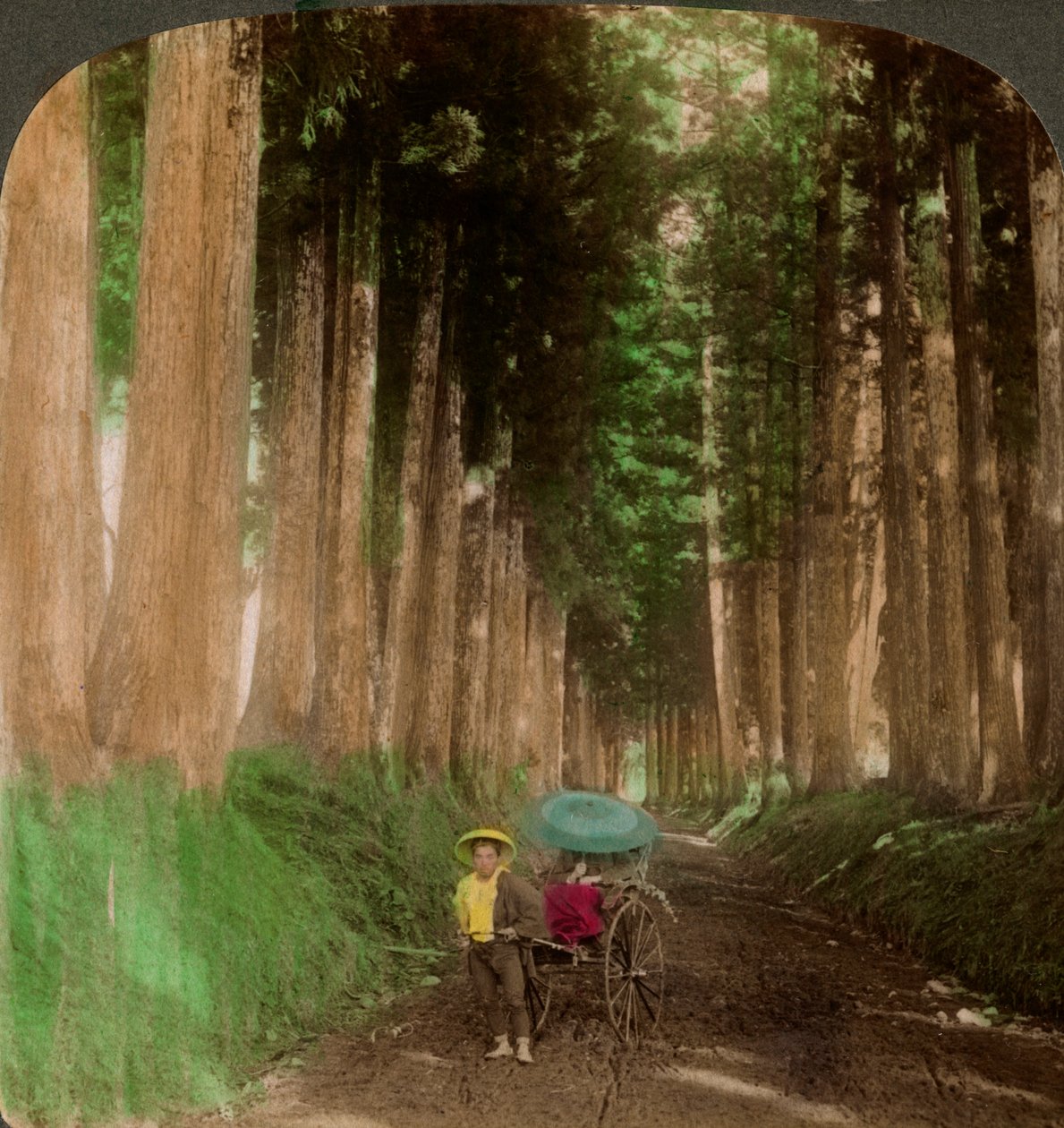 A kriptoméria cédrusfák sugárútja, Nikko, Japán, 1896. alkotó: Underwood and Underwood