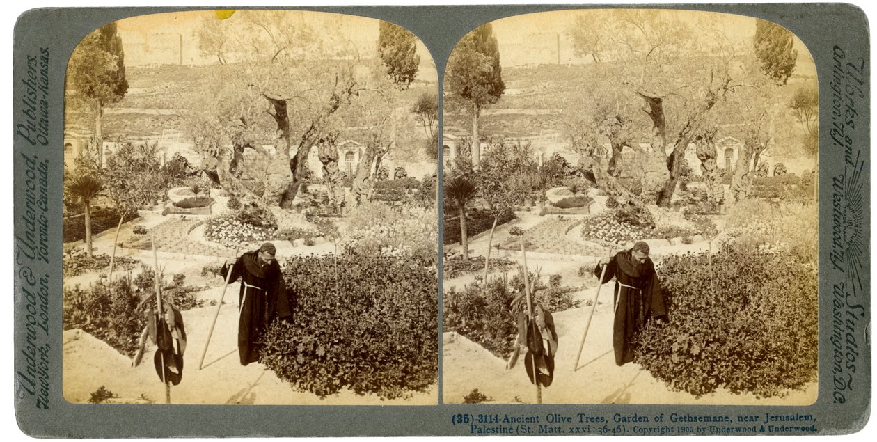 Ősi olajfák a Gecsemáné kertben, Jeruzsálem közelében, Palesztina, 1905. alkotó: Underwood and Underwood