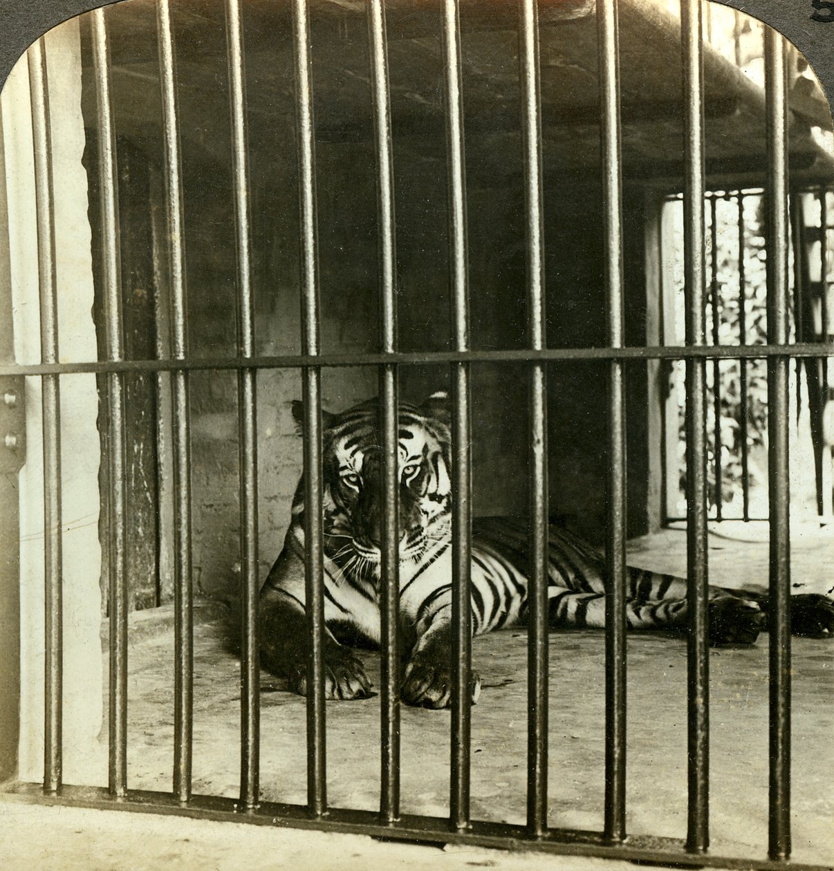 Elfogott emberevő tigris, akit 200 halálesetért okolnak, Kalkutta, India, 1903. alkotó: Underwood and Underwood