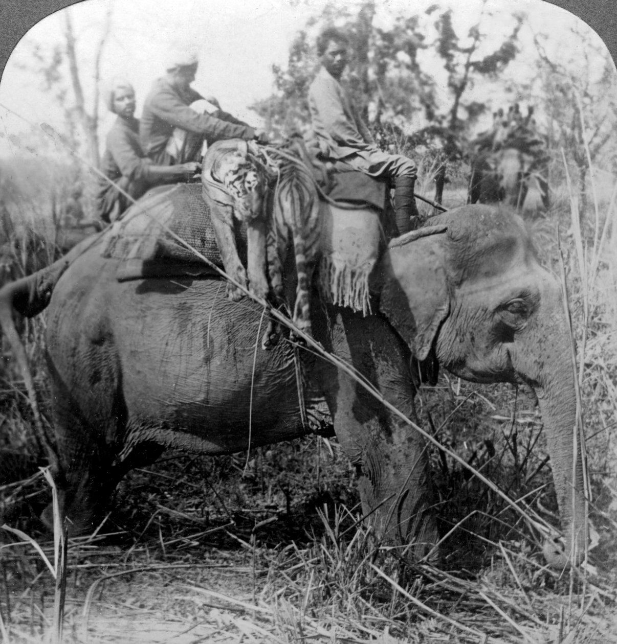 Döglött tigrisek visszahordása a táborba, Behar ungle, India, 1900-as évek. alkotó: Underwood and Underwood