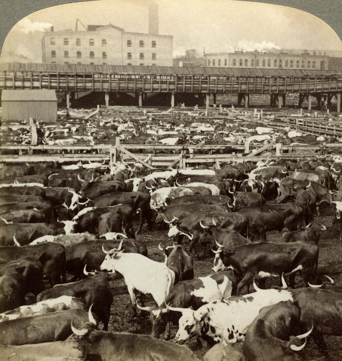 Szarvasmarha, Great Union Stock Yards, Chicago, Illinois, USA. alkotó: Underwood and Underwood