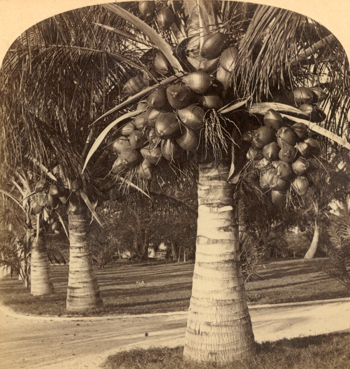 Kókuszfák Florida fehér homokjában. USA, 1900. alkotó: Underwood and Underwood