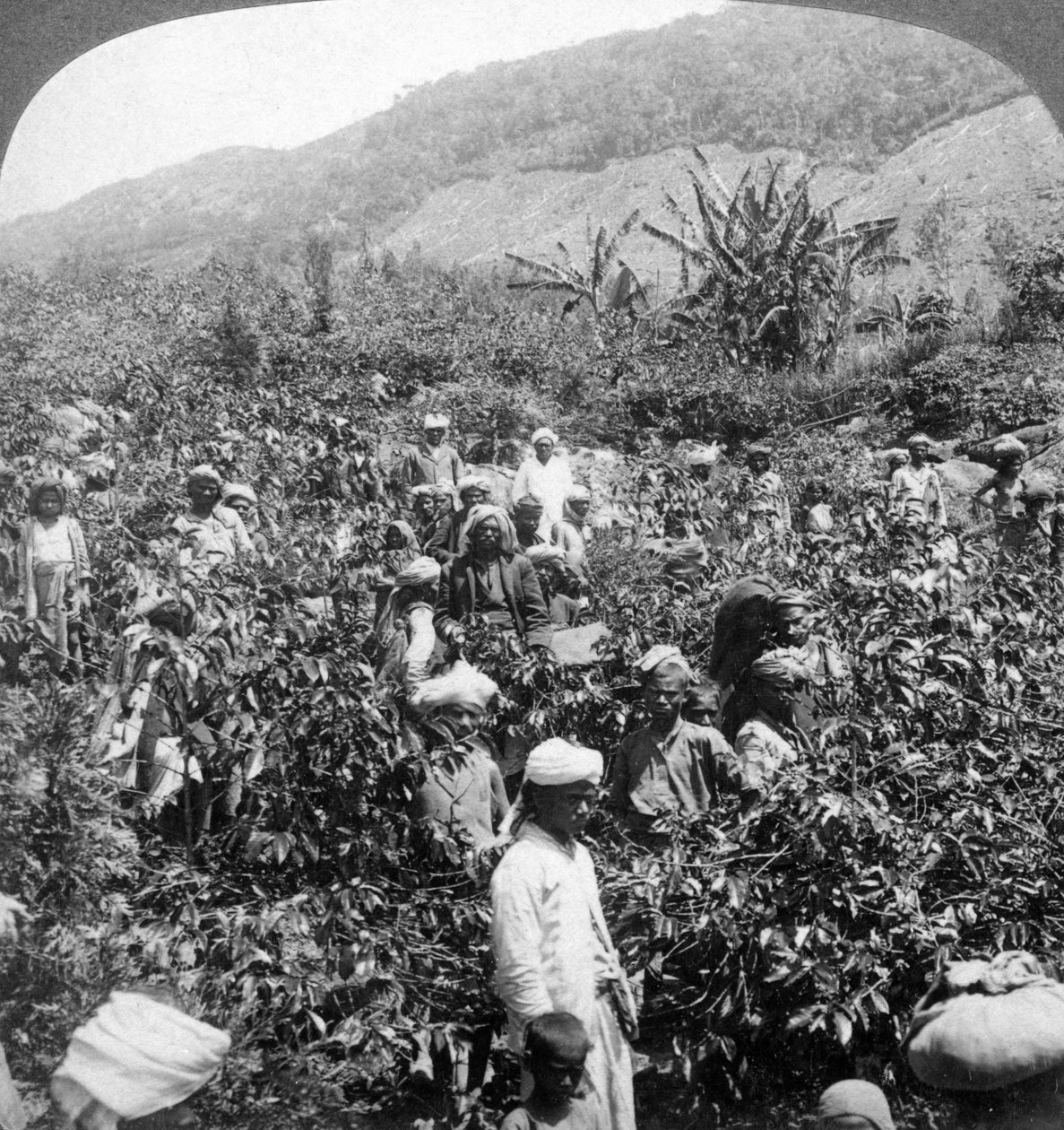 Kávészedés Sir Thomas Liptons birtokon, Dambutenne, Sri Lanka, 1903. alkotó: Underwood and Underwood