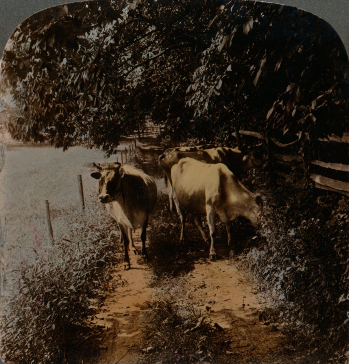 Tehenek jönnek haza a sávon fejéskor, c1900. Művészek: Elmer Underwood, Bert Elias Underwood. alkotó: Underwood and Underwood