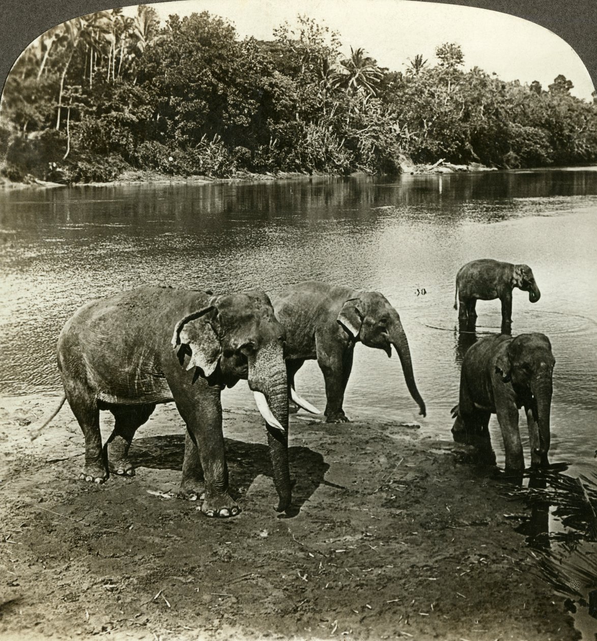 Elefántok, Sri Lanka Ceylon. alkotó: Underwood and Underwood