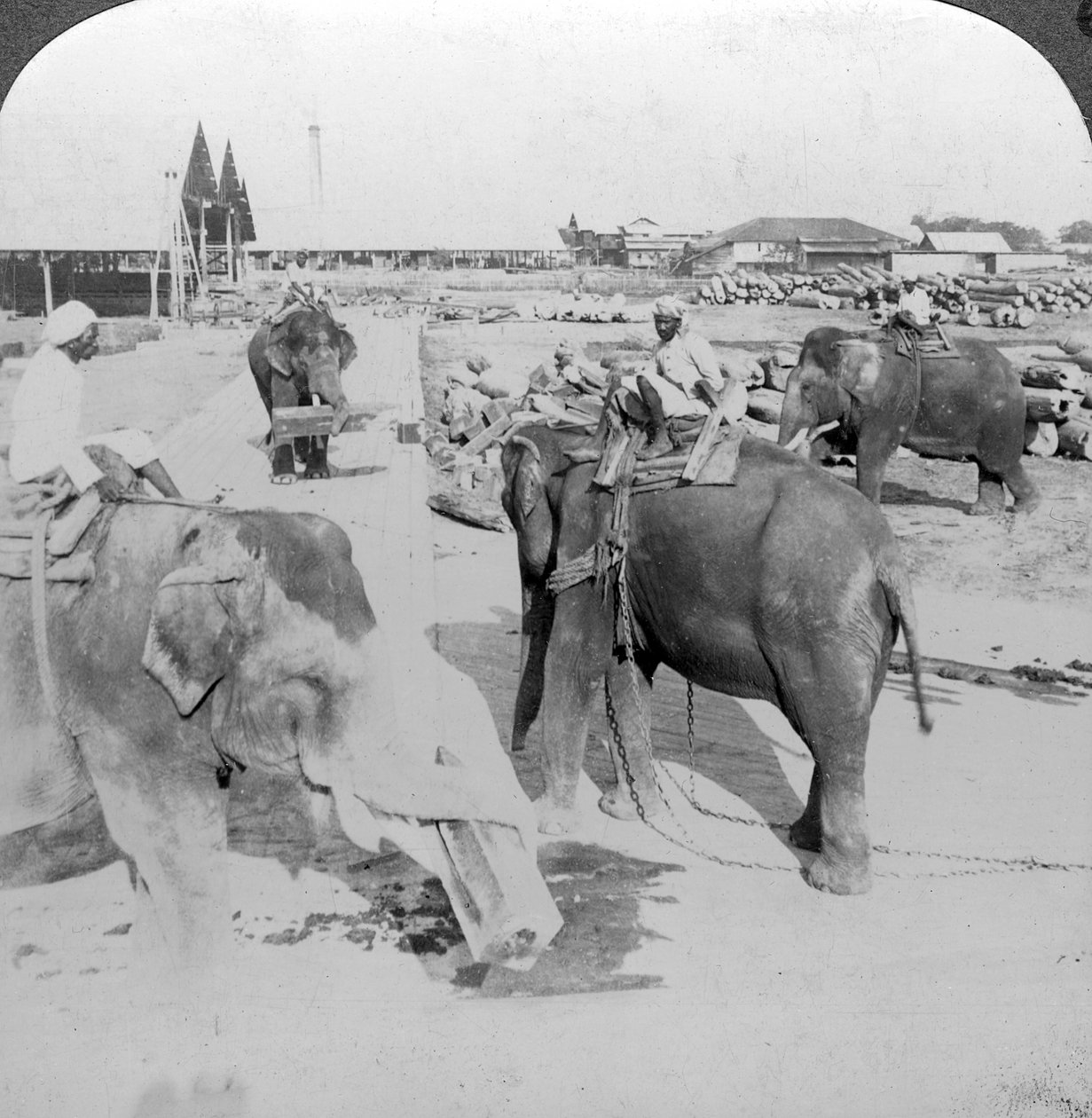 Elefántok dolgoznak egy fatelepen, India, 1900-as évek. alkotó: Underwood and Underwood