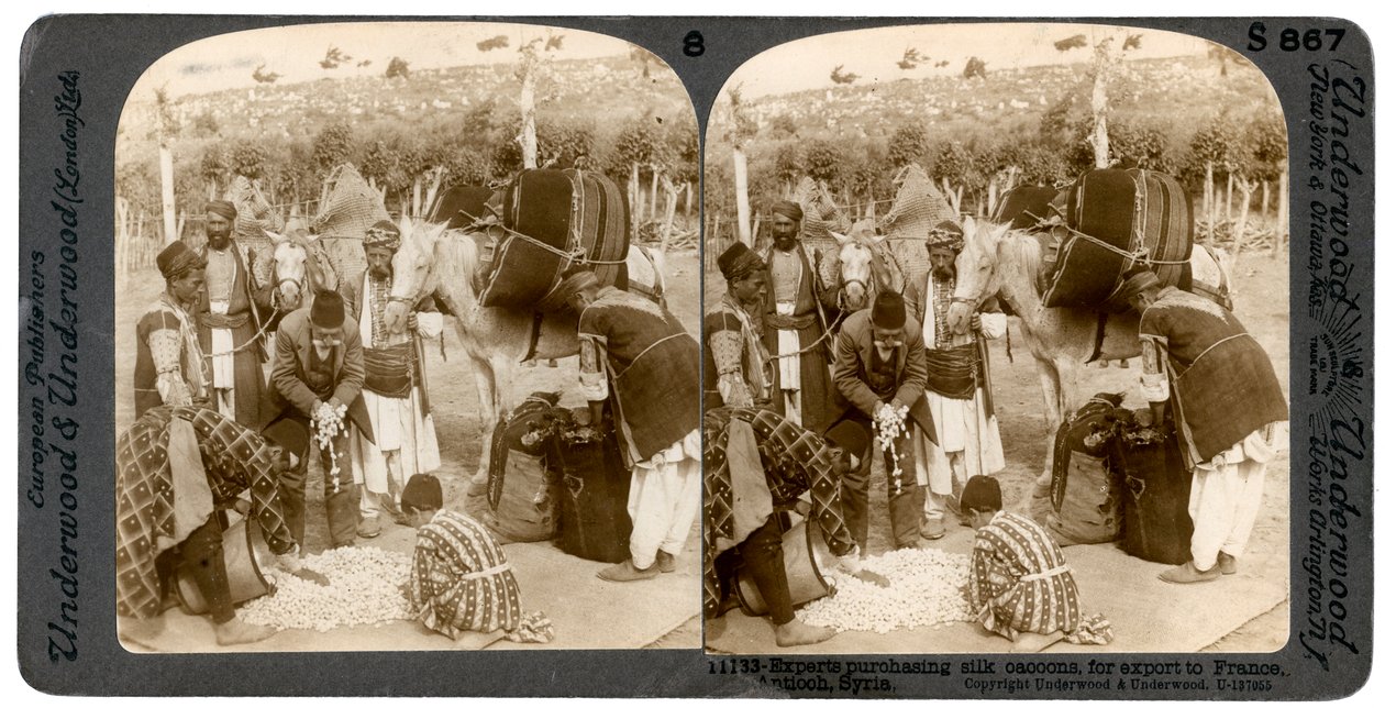 Szakértők selyemgubókat vásárolnak Franciaországba, Antiochiába, Szíriába, 1900-as évek exportra. alkotó: Underwood and Underwood