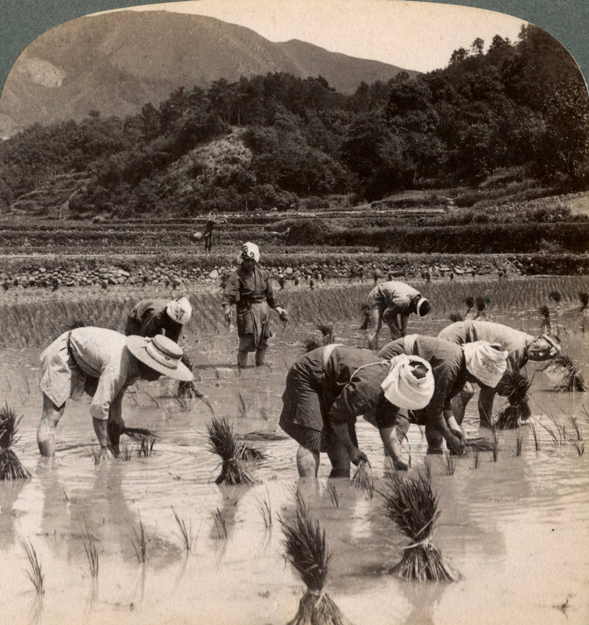 Mezőgazdasági munkások rizshajtásokat ültetnek át Kiotó közelében, Japánban, 1904 alkotó: Underwood and Underwood
