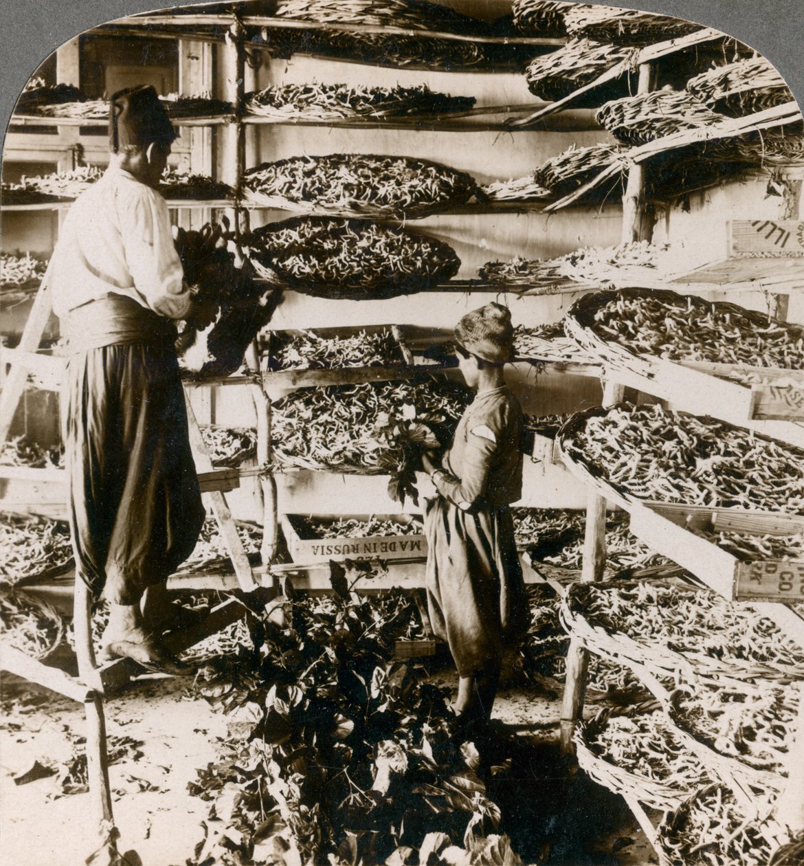 Selyemhernyók etetése eperfalevélből álló reggelijük, Libanoni hegyek, Szíria, 1900-as évek. alkotó: Underwood and Underwood
