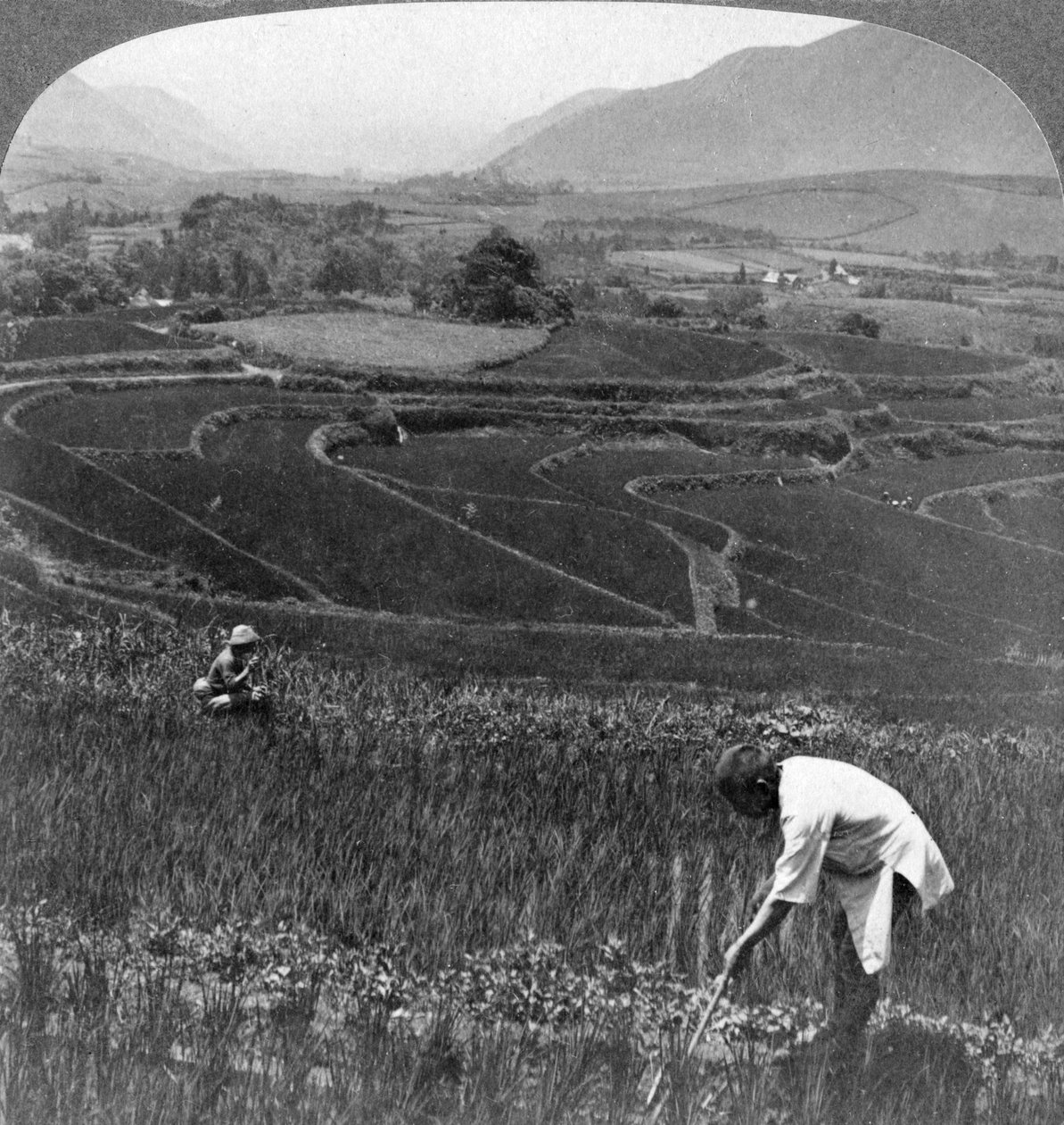 Termékeny rizsföldek Aso-San régi kráterében, Japánban, 1904. alkotó: Underwood and Underwood