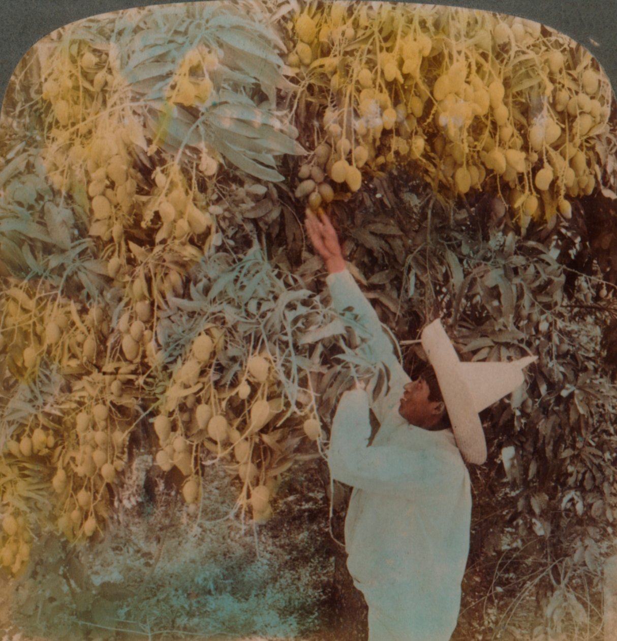 Zamatos gyümölcs gyűjtése egy erősen megrakott mangófáról, Cuernavaca, Mexikó, 1907. Művészek: Elmer Underwood, Bert Elias Underwood. alkotó: Underwood and Underwood