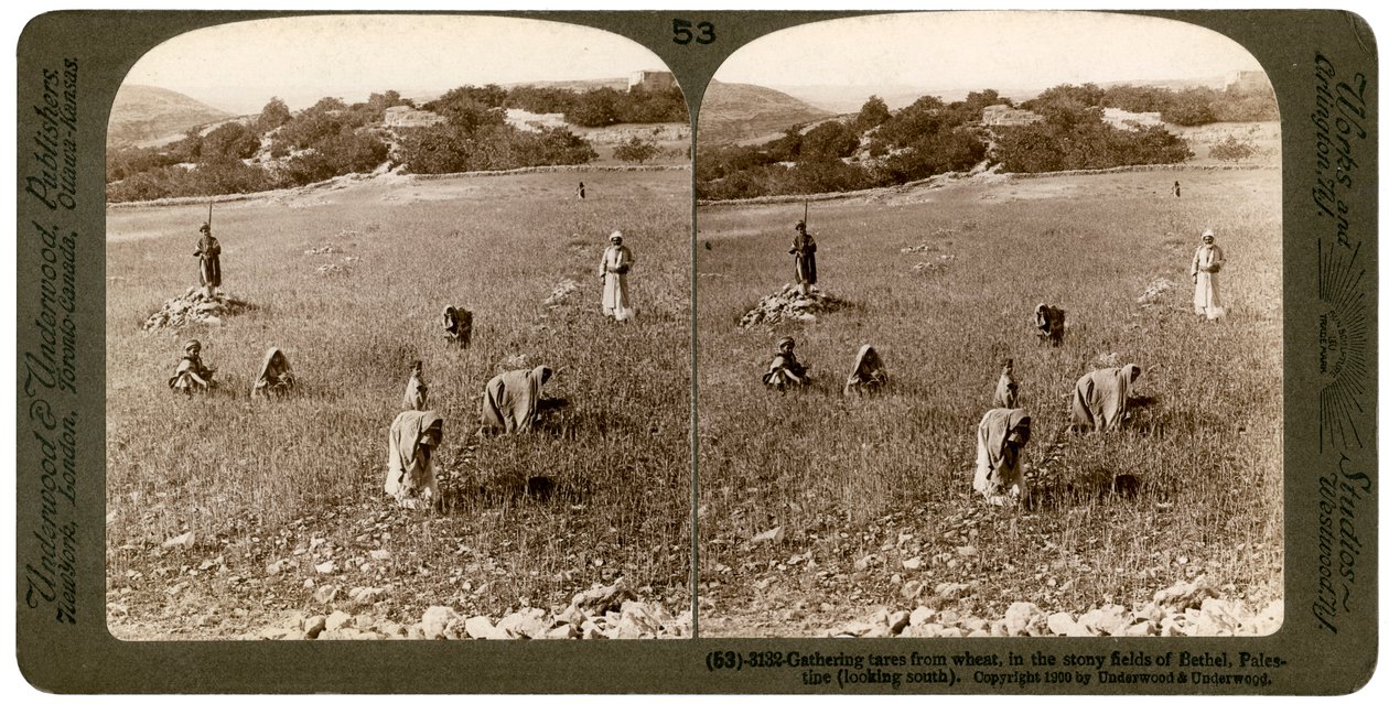 Konkoly gyűjtése búzából Bethel Baytin köves mezőin, Palesztinában, 1900. alkotó: Underwood and Underwood