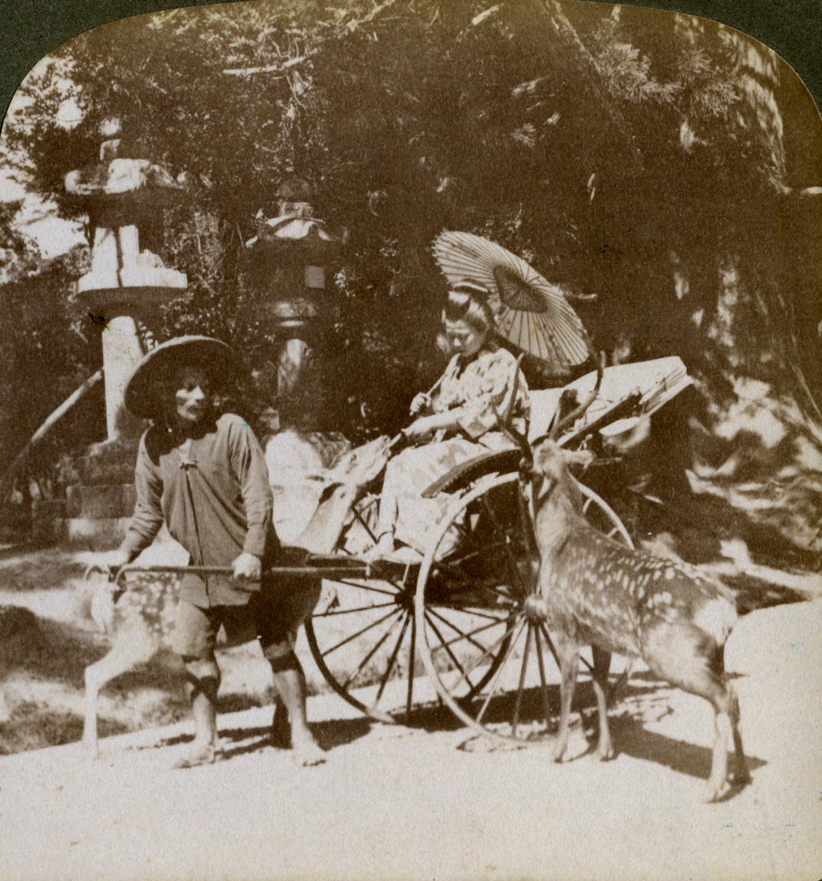 Szent szarvast etető lány imák felé menet, a Kasuga templom területén, Nara, Japán, 1904 alkotó: Underwood and Underwood