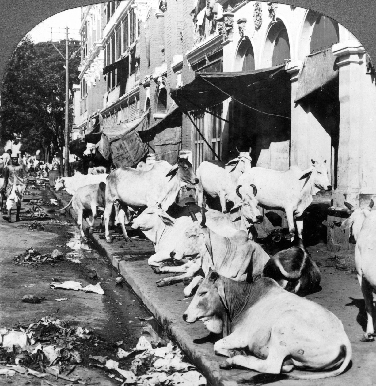 Hogyan élvezik a hindu tehenek az életet a Harrison Streeten, Kalkuttában, Indiában, 1900-as évek. alkotó: Underwood and Underwood