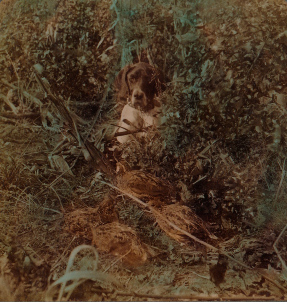 Vadászat a nyugati préri vidéken, egy fürj öblében és egy mutatóban - kukoricatarlóban, 1903. Művészek: Elmer Underwood, Bert Elias Underwood. alkotó: Underwood and Underwood
