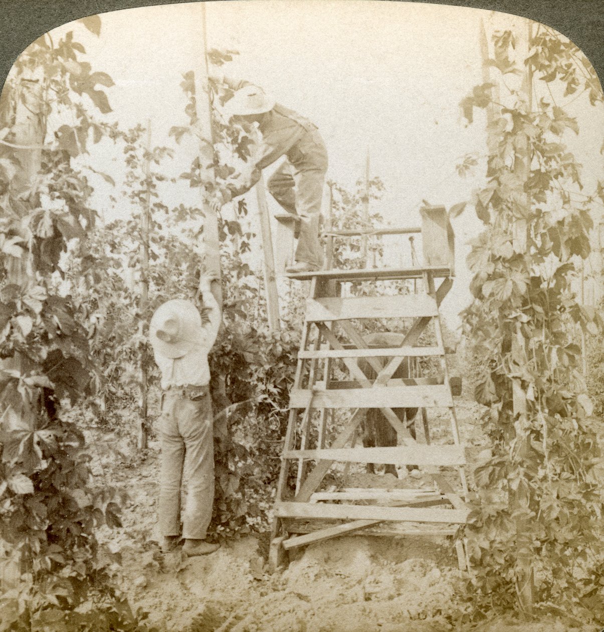 A Rich Hop kerületben, Training the Vines, White River Valley, Washington, USA. alkotó: Underwood and Underwood