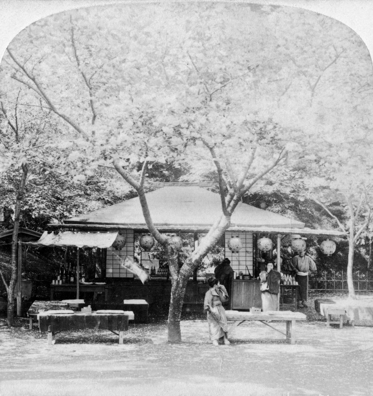 A virágbirodalom szívében, Nara, Japán, 1896. alkotó: Underwood and Underwood