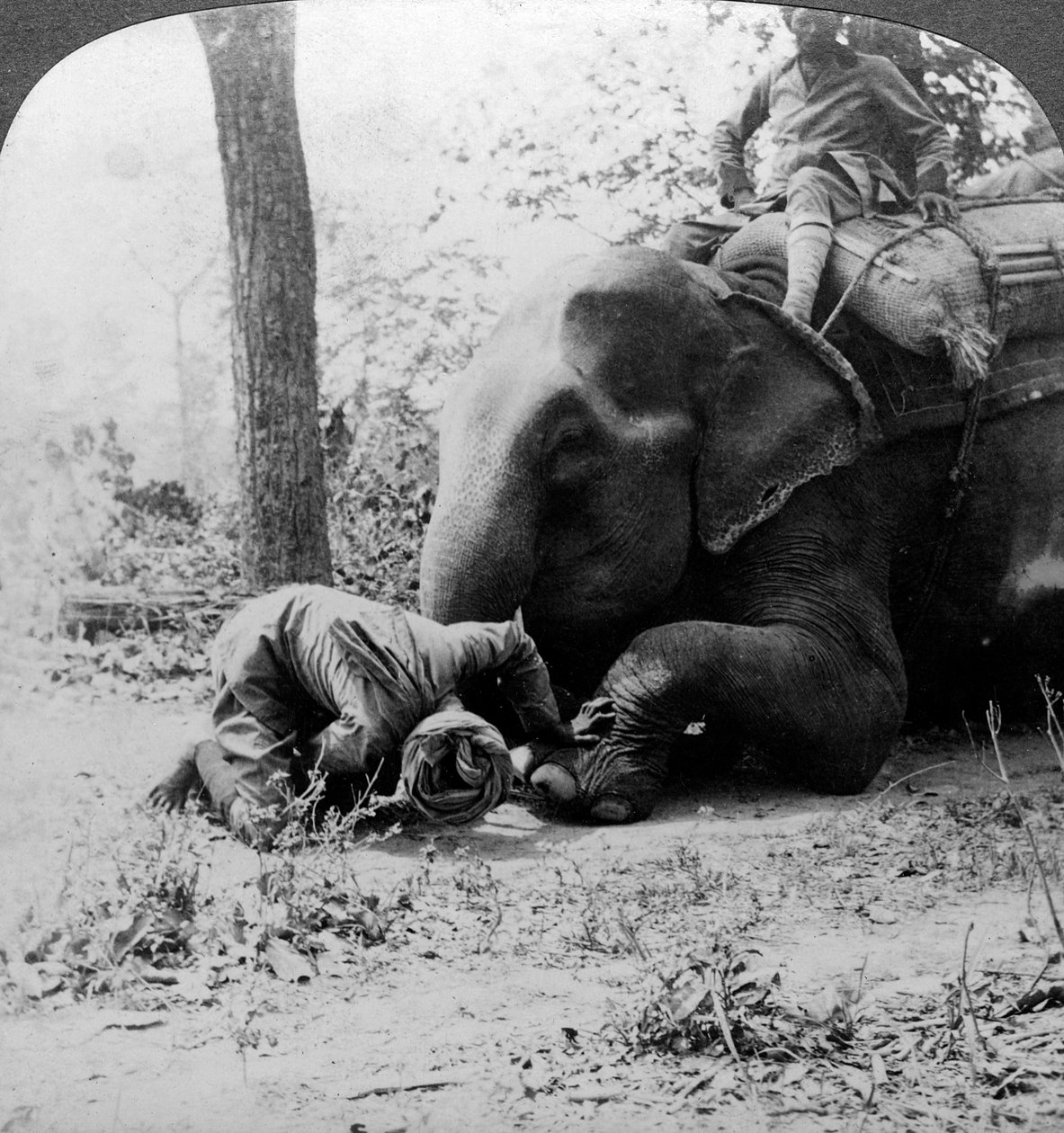 Mahout tövis eltávolítása elefánt lábáról, Behar tigrishajtás, India, 1900-as évek. alkotó: Underwood and Underwood