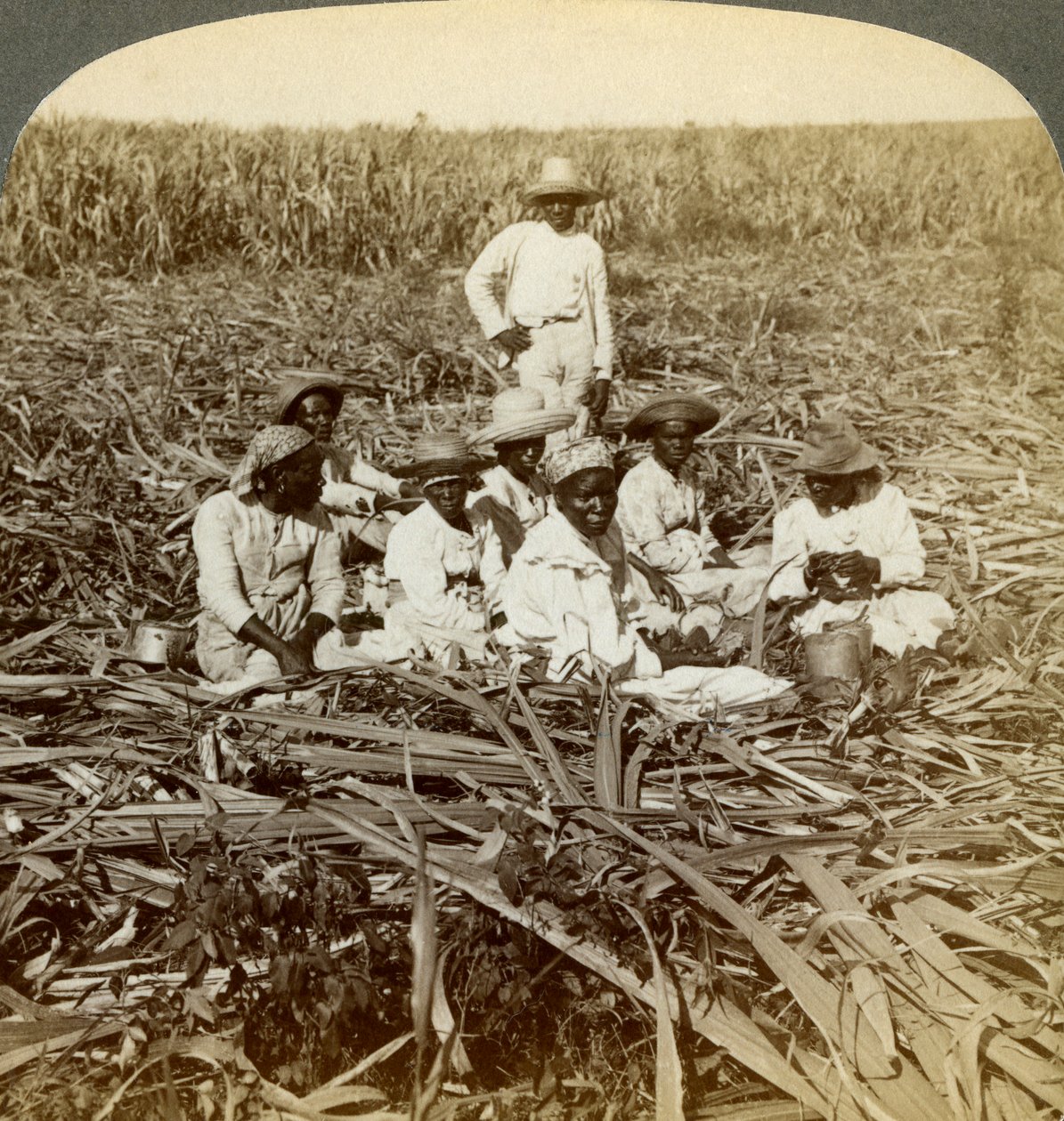 A La Union cukorültetvényen, San Luisban, Santiago tartományban, Kubában, 1899. alkotó: Underwood and Underwood