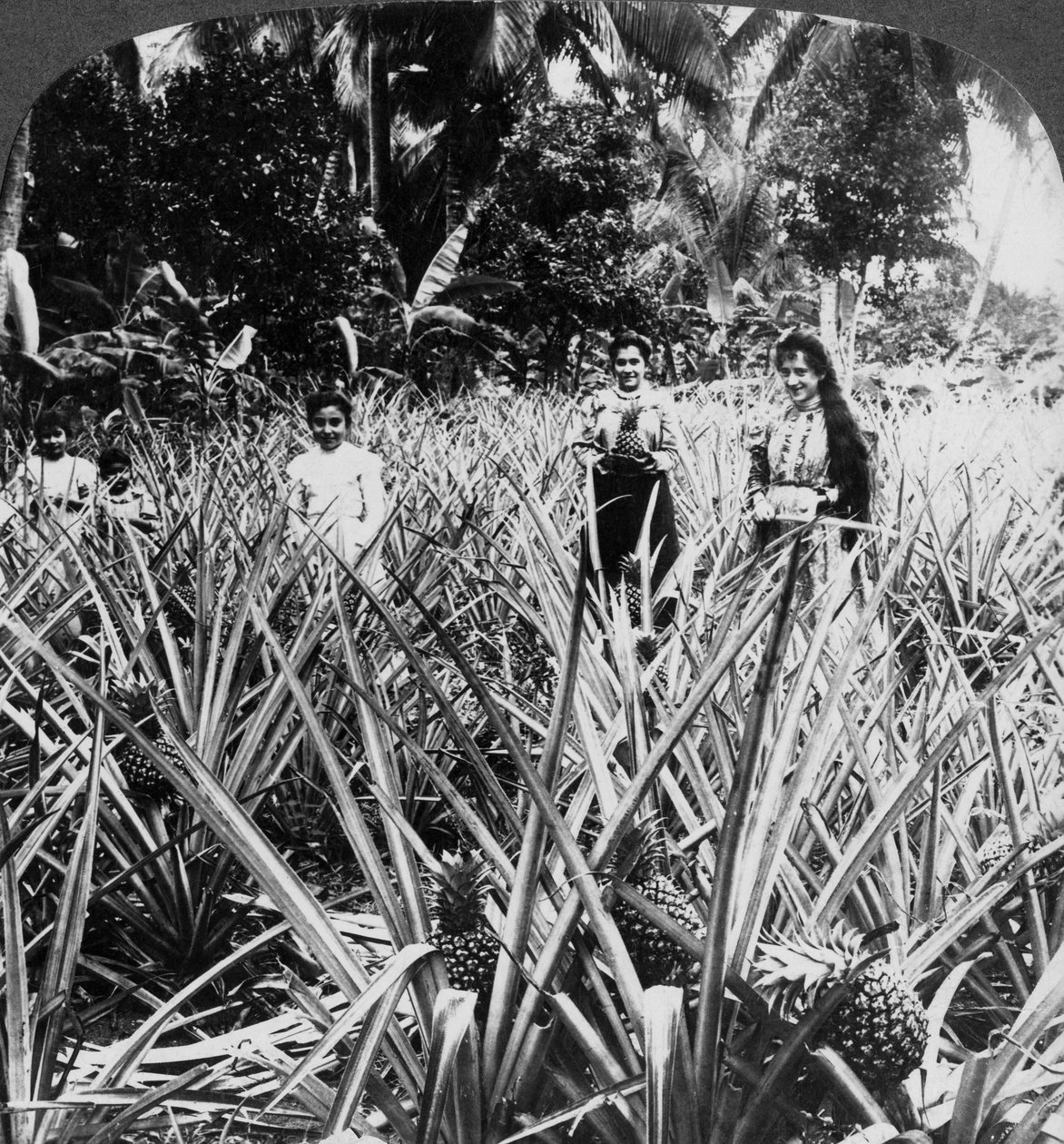 Ananász mezők, Mayaguez, Puerto Rico. alkotó: Underwood and Underwood