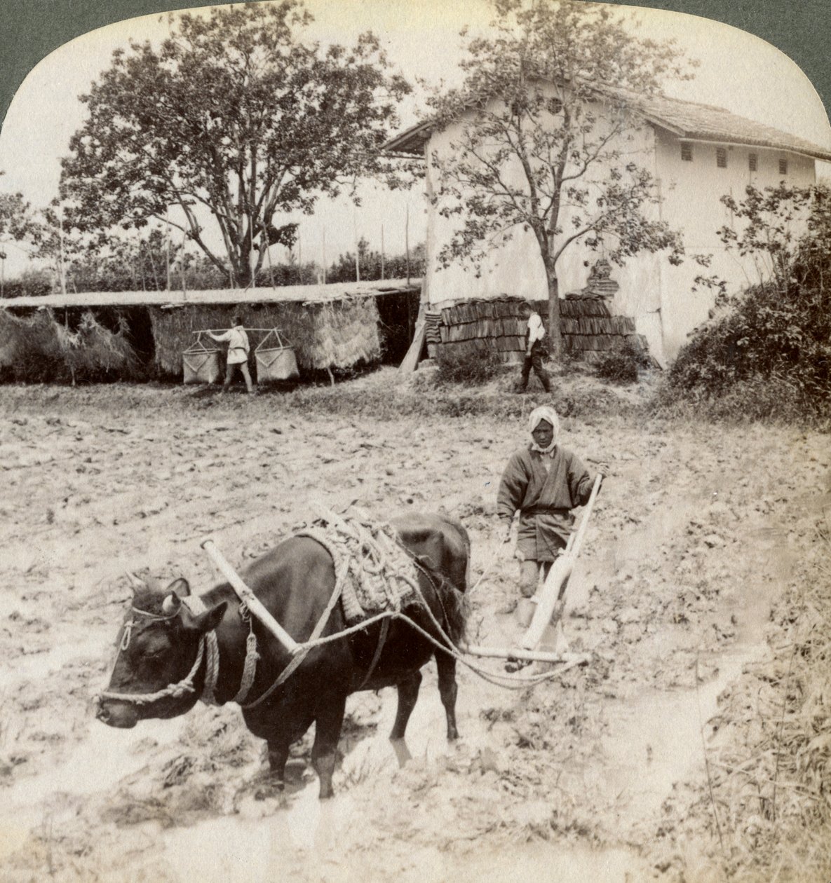 Elárasztott föld felszántása rizsültetés céljából, az Uji-i főúttól északra, Kyoto közelében, Japánban, 1904. alkotó: Underwood and Underwood