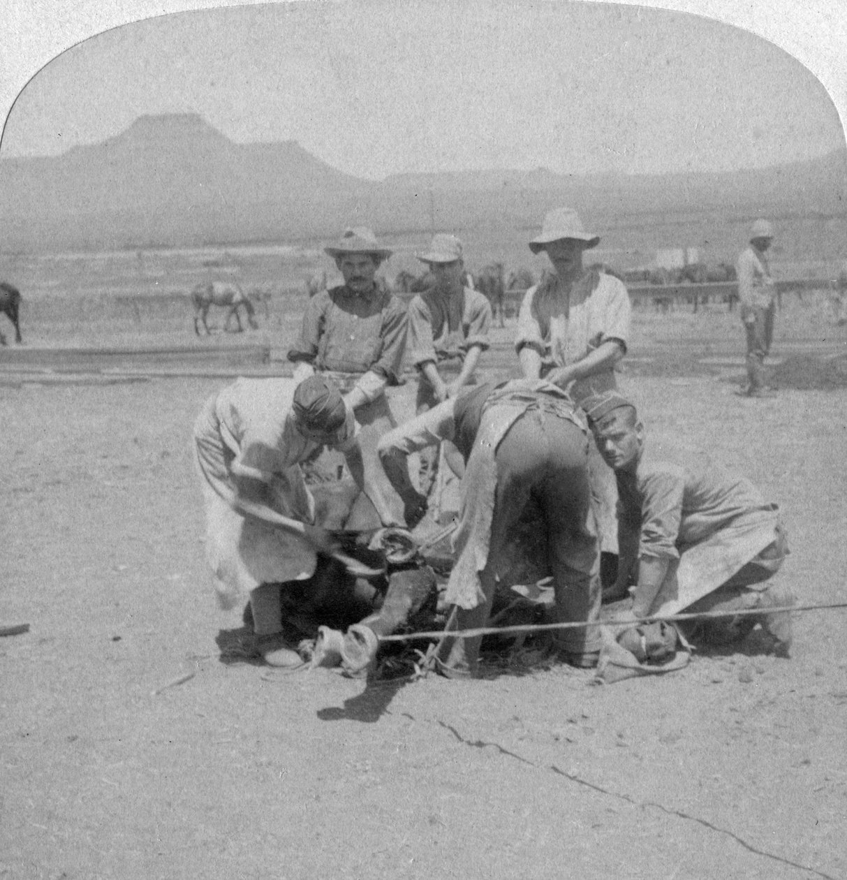 Lovak patkolása Naauwpoortban, Dél-Afrikában, búr háború, 1900 alkotó: Underwood and Underwood