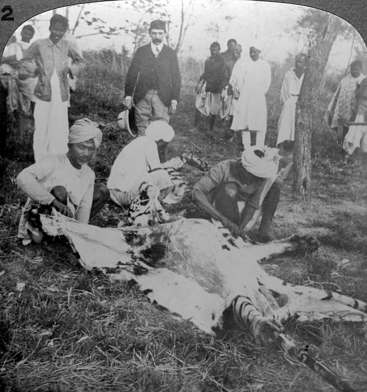 Egy döglött tigris megnyúzása, Cooch Behar maharadzsa felvétele, India, 1900-as évek. alkotó: Underwood and Underwood