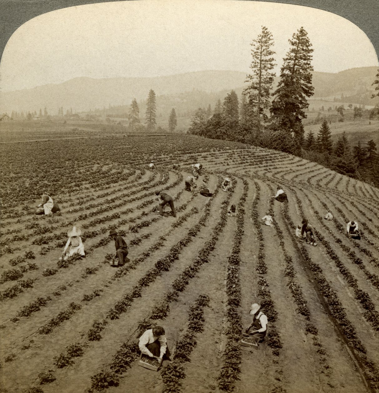 Eperszedés, Cedar Creek Farm, Hood River Valley, Oregon, USA. alkotó: Underwood and Underwood