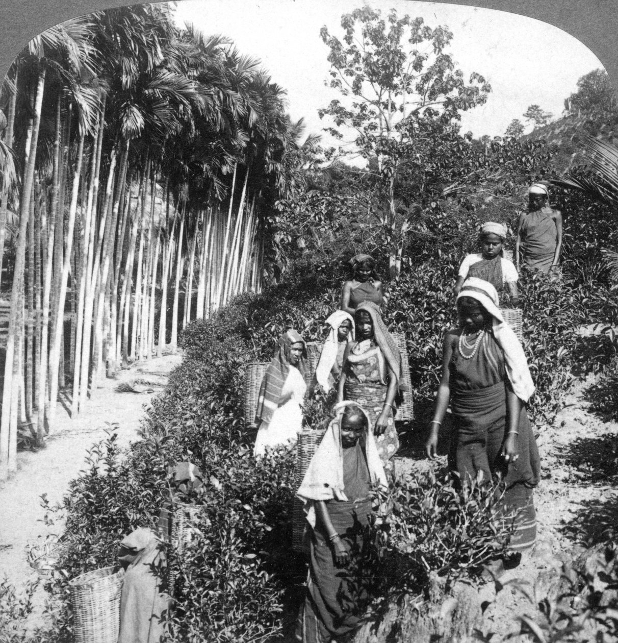 Tamil nők teát szedő Sir Thomas Liptons birtokon, Polgahawela, Sri Lanka, 1903. alkotó: Underwood and Underwood
