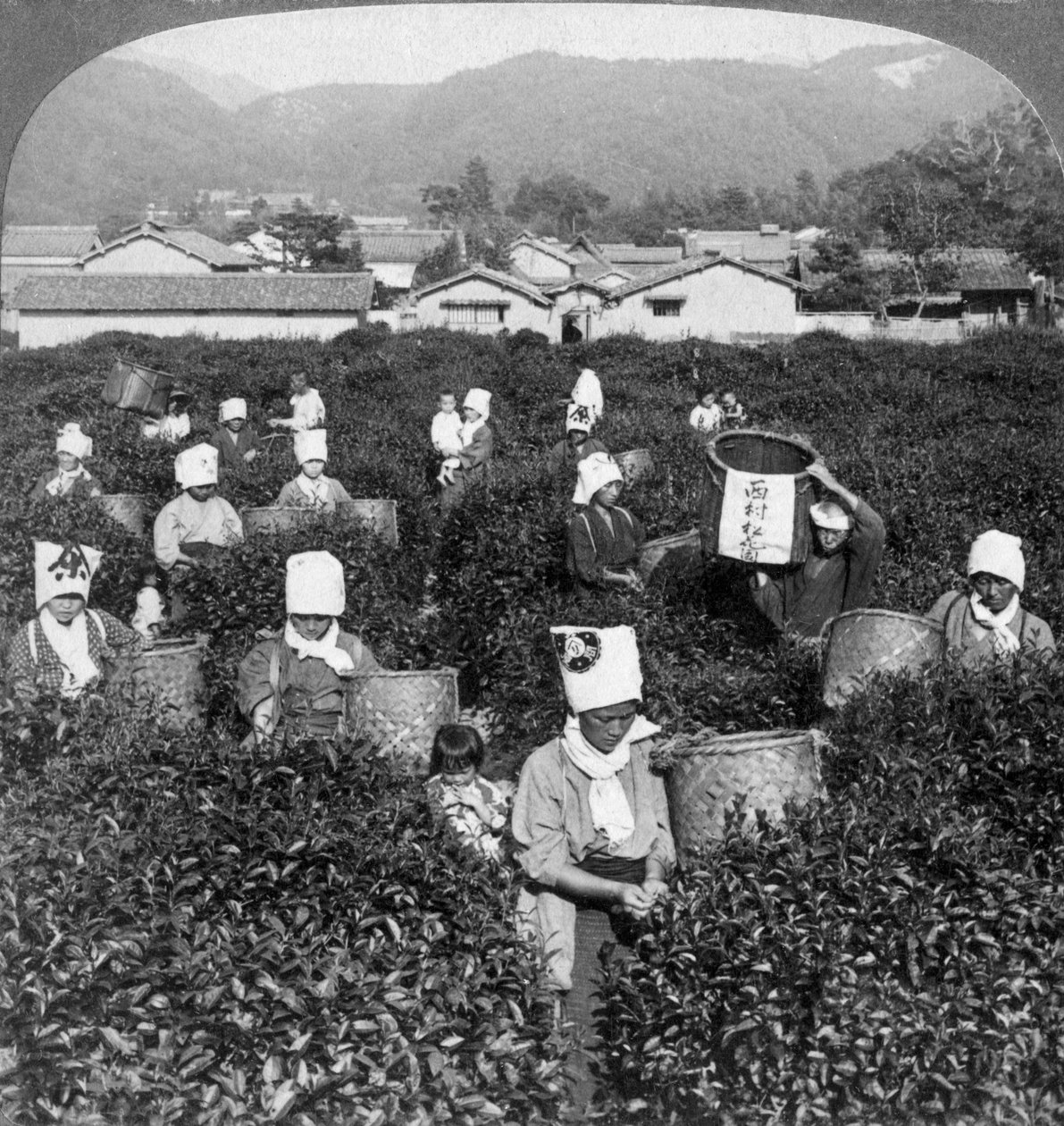 Teaszedés Ujiban, Japánban, 1904. alkotó: Underwood and Underwood