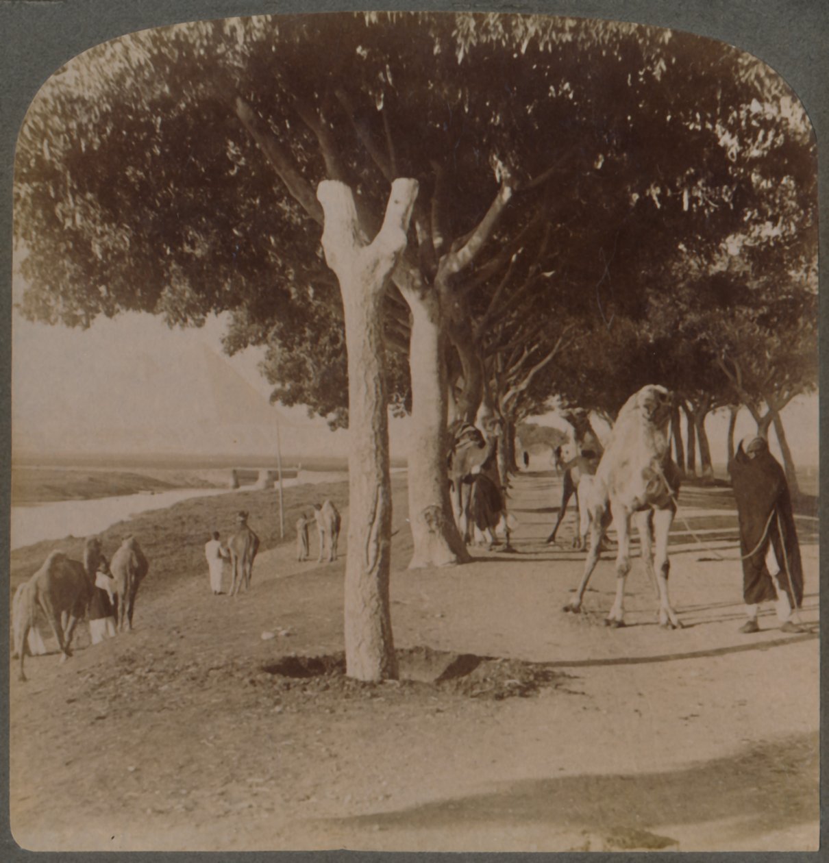 Út a piramisokhoz, Egyiptom, 1896. alkotó: Underwood and Underwood