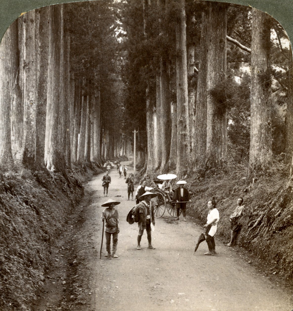 A ligetek Isten első templomai voltak, a nemes kriptomeriák sugárútja Nikko-ban, Japánban, 1904 alkotó: Underwood and Underwood