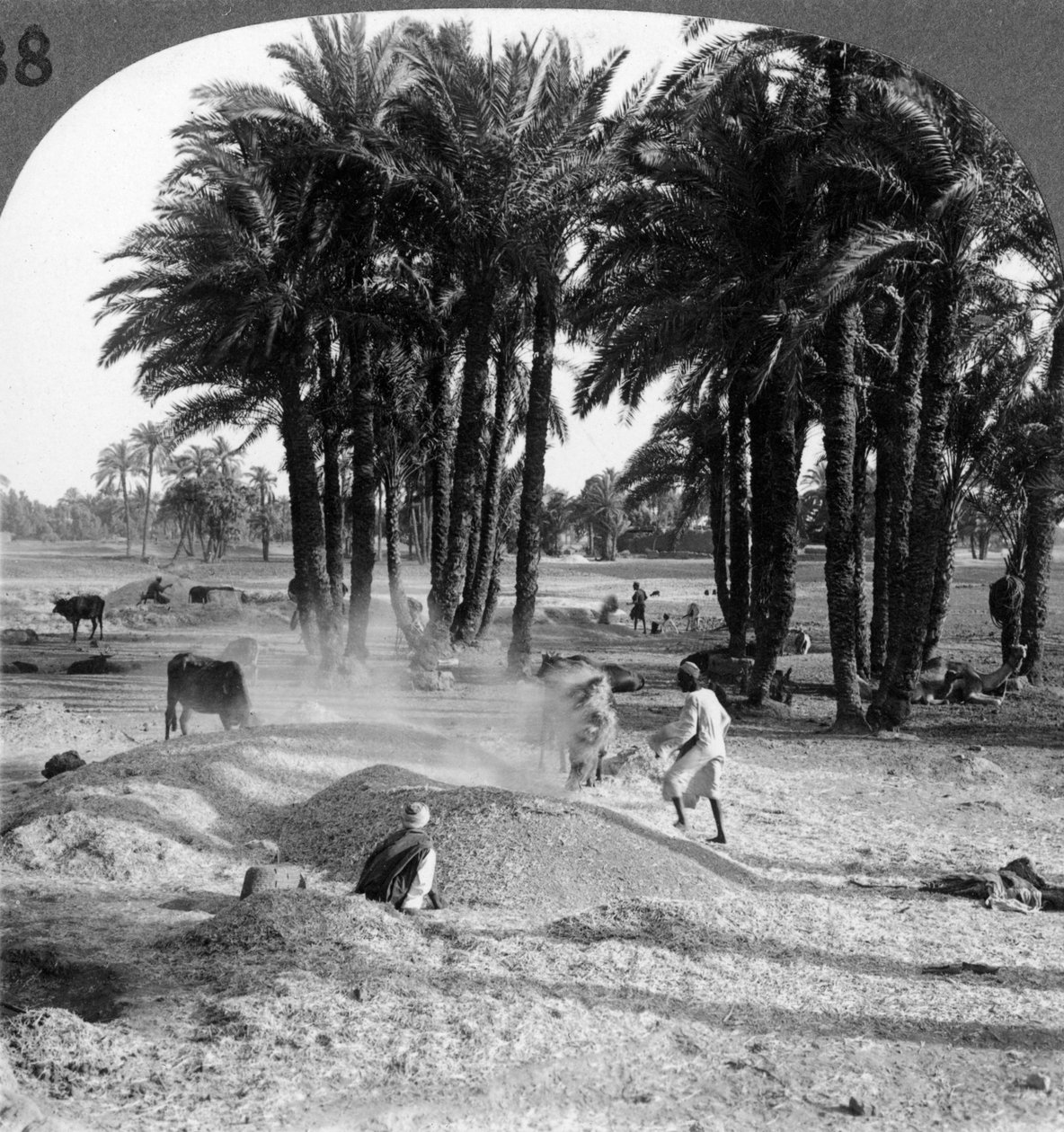 A gabonalepergetés cséplés után, Egyiptom, 1905. alkotó: Underwood and Underwood