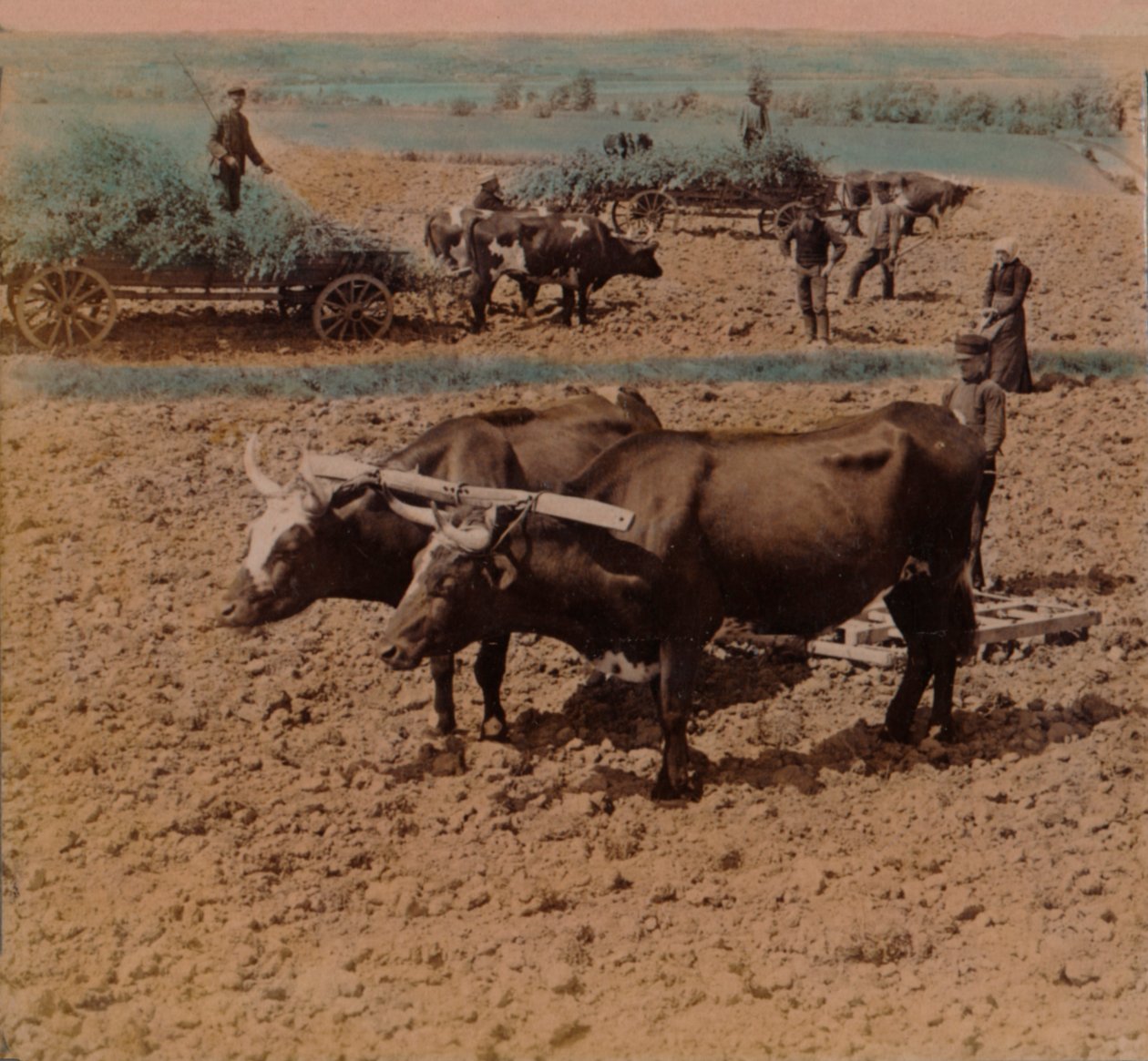 Takarékos vidékiek szarvasmarháikkal egy farmon, Jonkoping közelében, Svédországban, 1905. Művészek: Elmer Underwood, Bert Elias Underwood. alkotó: Underwood and Underwood