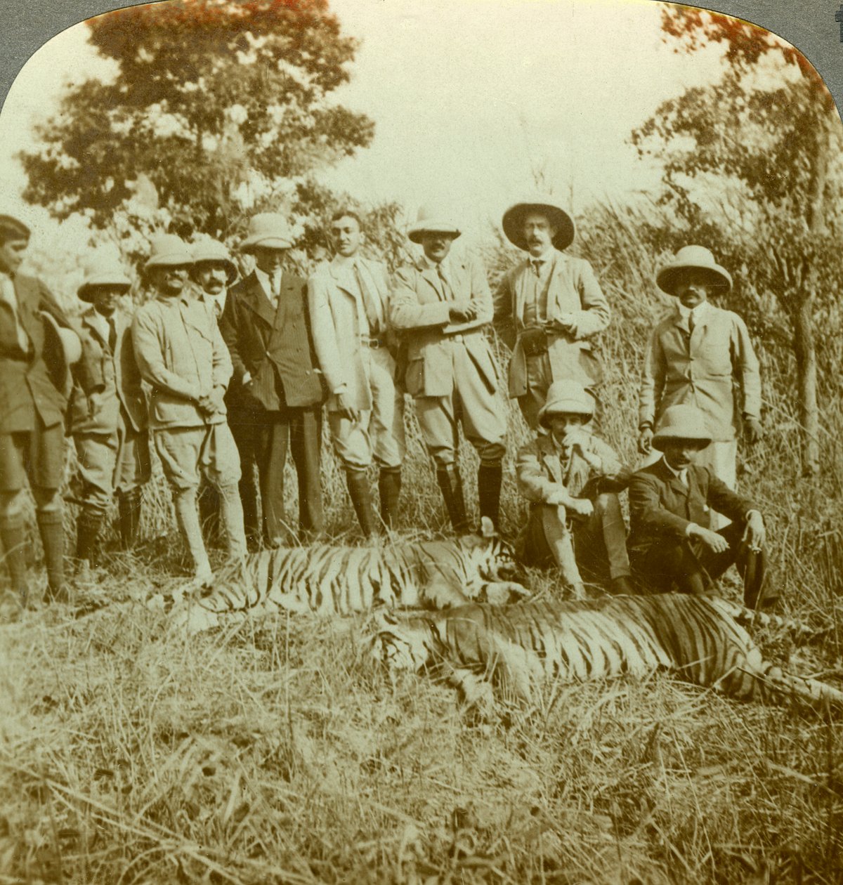 Tigrisvadászat, Cooch Behar, Nyugat-Bengál, India, 1900-as évek. alkotó: Underwood and Underwood