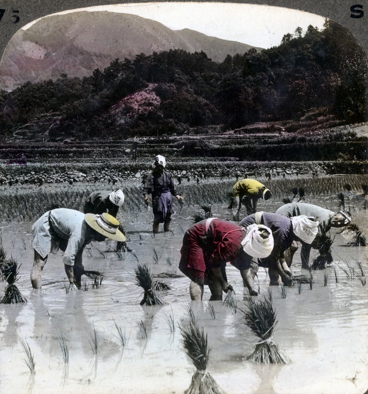Rizs átültetése rizsföldön, Japán, 1904. alkotó: Underwood and Underwood