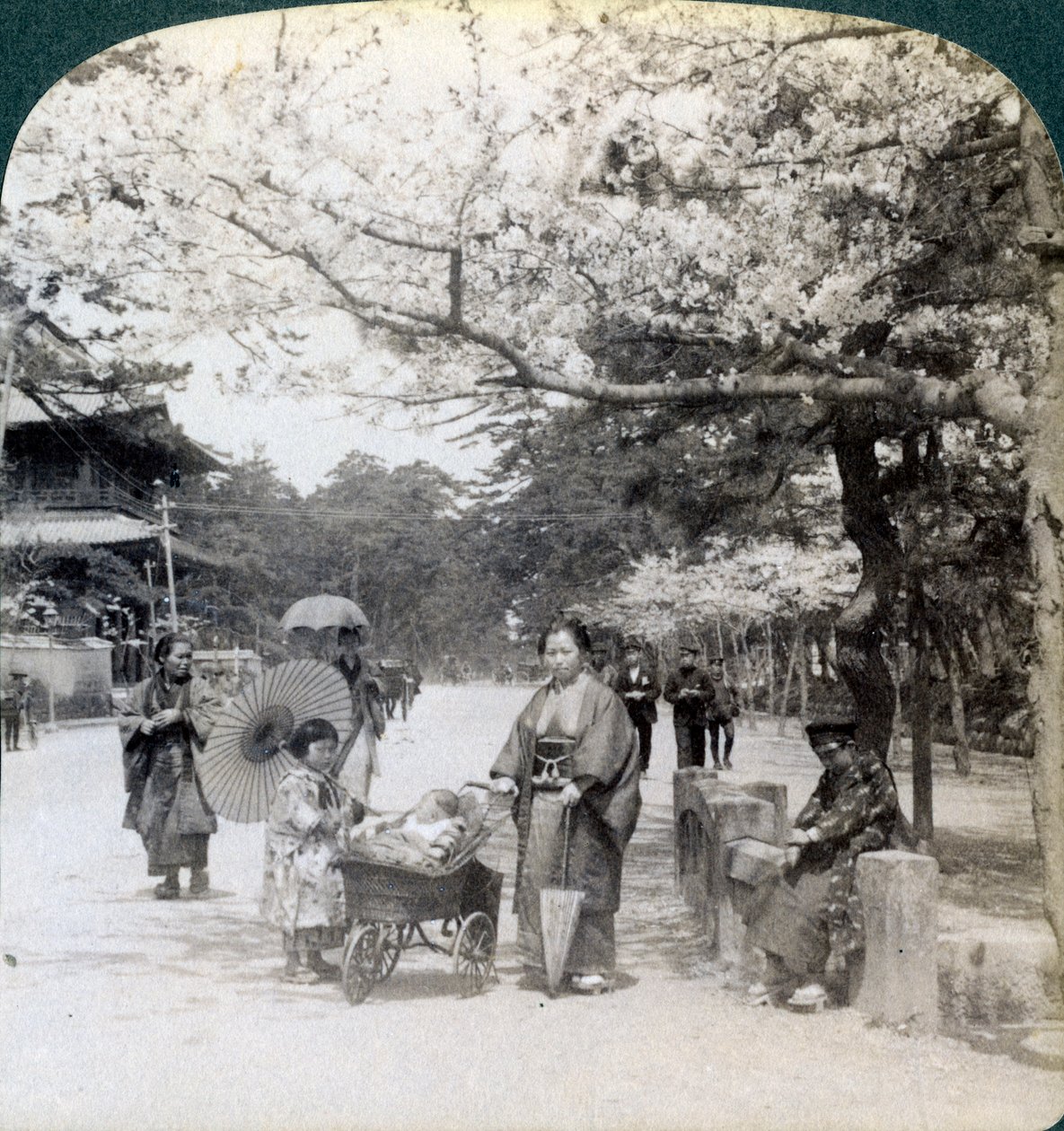 A cseresznyevirágok alatt, északkeletre nézve a Shiba Park fő sugárútja mentén, Tokió, Japán, 1904 alkotó: Underwood and Underwood