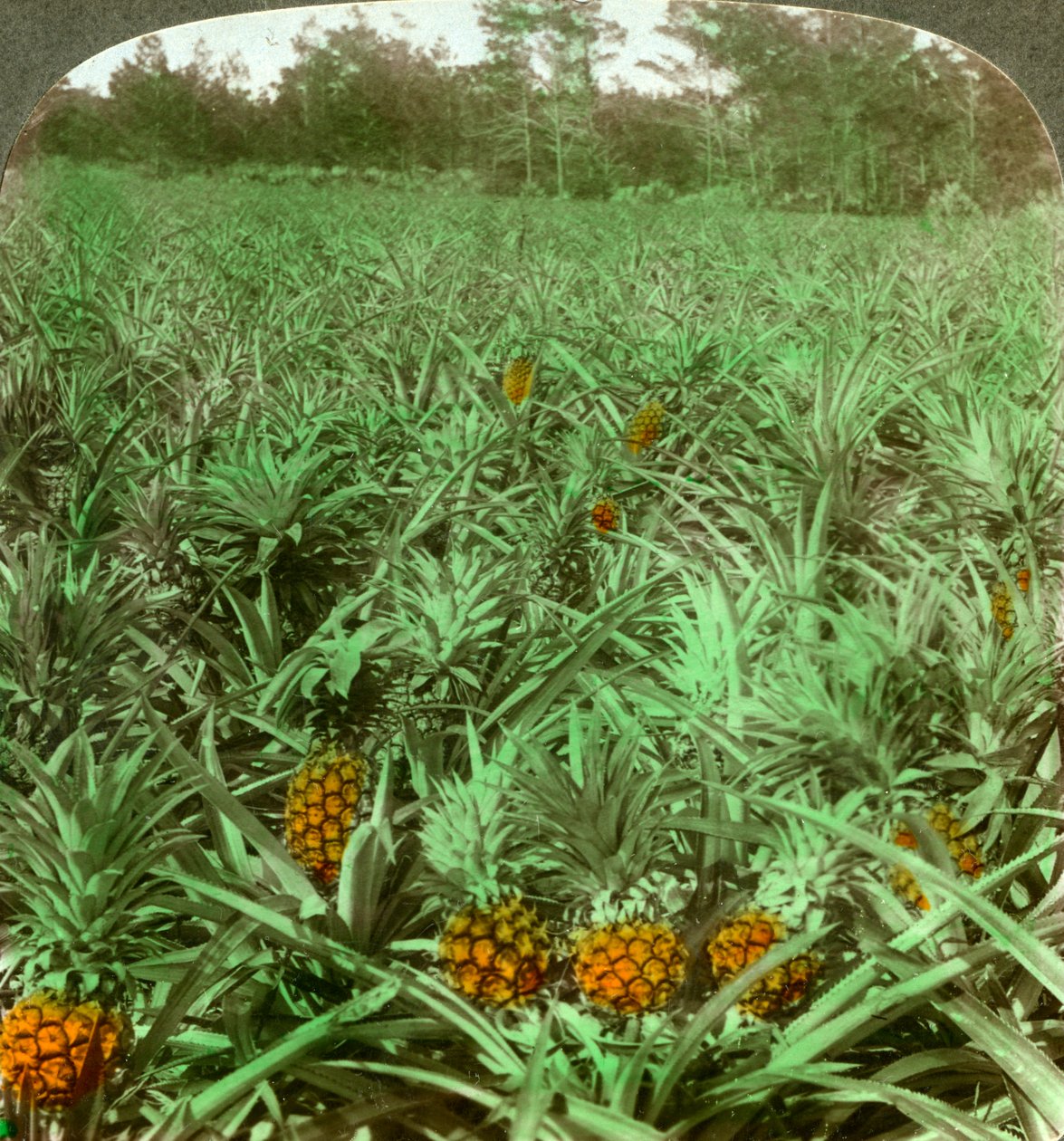 Ahol a zamatos ananász nő, Florida, USA, 1896. alkotó: Underwood and Underwood