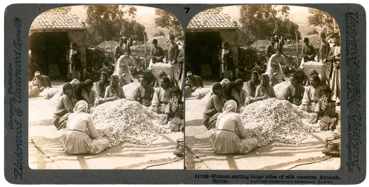 Nők nagy halom selyemgubót válogatva, Antiochia, Szíria, 1900-as évek. alkotó: Underwood and Underwood