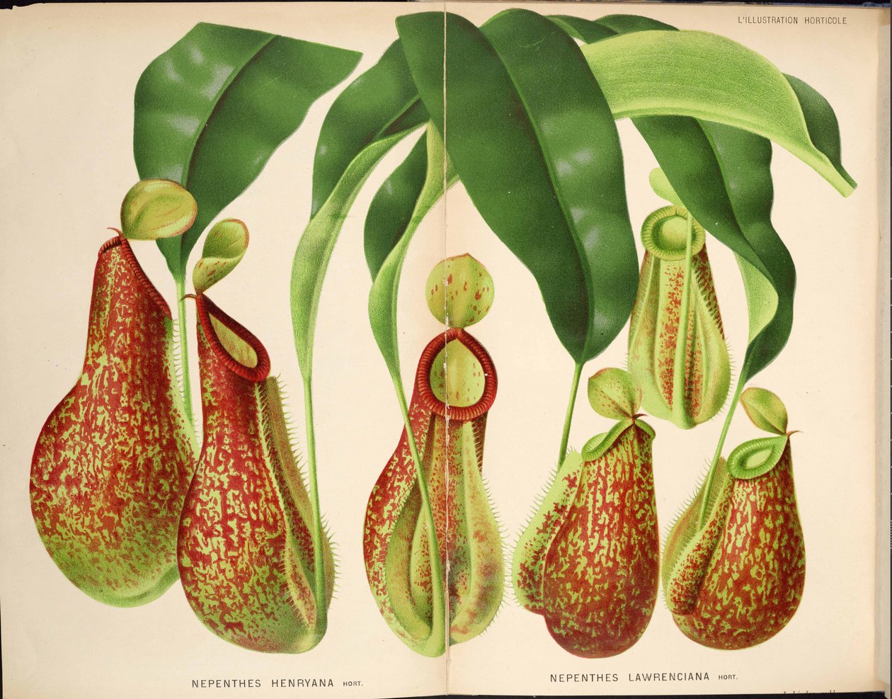 Nepenthes henryana és Nepenthes lawrenciana - L’Illustration horticole (1882) alkotó: Unknown
