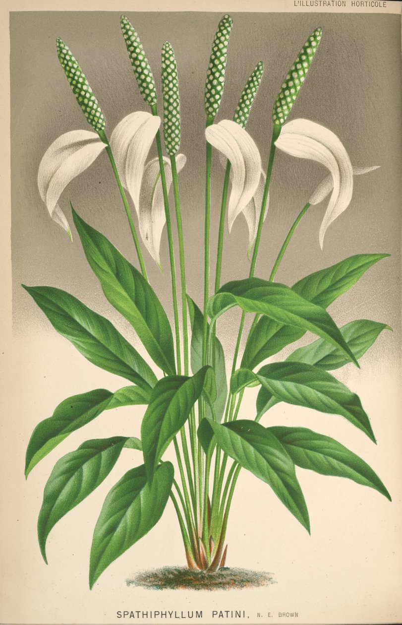 Spathiphyllum patinii alkotó: Unknown