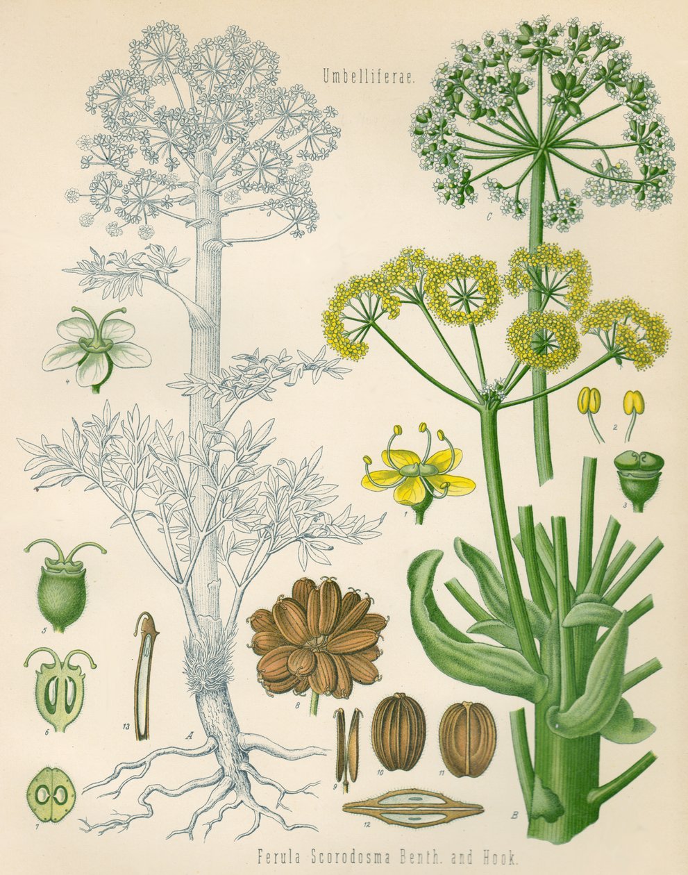 Ferula assa-foetida ábra alkotó: Unknown