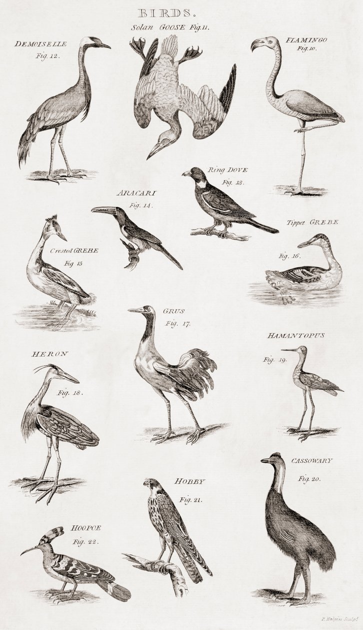 Different types of birds  alkotó: Unbekannt Unbekannt