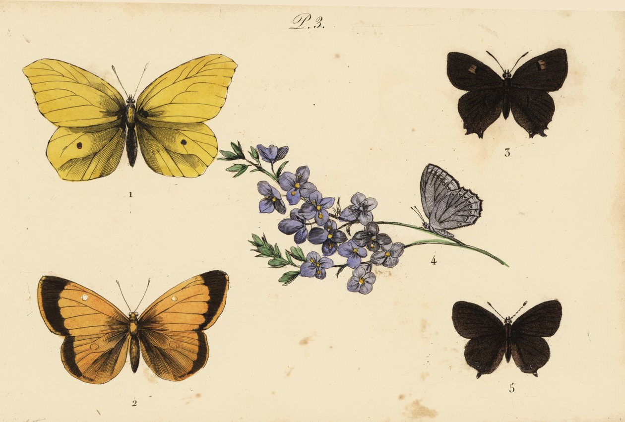 Közönséges kén, Gonepteryx rhamni 1, felhős sárga, Colias croceus 2 barna hajszál, Thecla betulae 3, Meleagers kék, Polyommatus daphnis 4 és fekete hajszál, Satyrium pruni 5 alkotó: Unknown