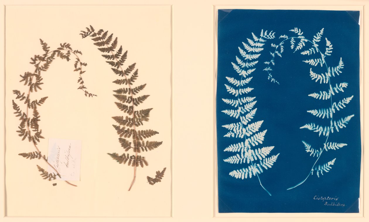 A Hatton Fern albumból alkotó: Unknown